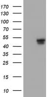IHC-plus™ Monoclonal Mouse anti-Human APMAP / C20orf3 Antibody (clone OTI4F6, IHC, WB)