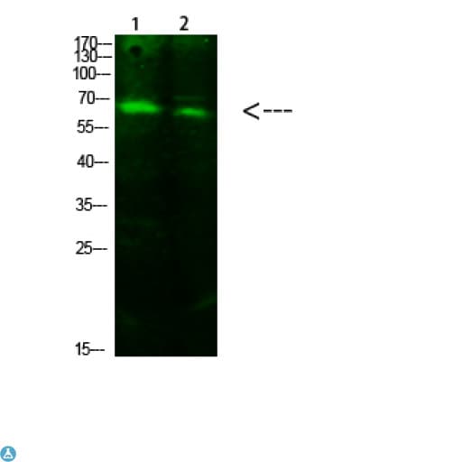 ACSS1 Antibody
