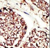 ERBB3 / HER3 Antibody (aa24-55)