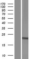 C9orf95 / NRK1 Protein (Over-Expression Lysate Myc-DDK (Flag))
