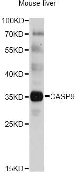 Polyclonal Rabbit anti-Human CASP9 / Caspase 9 Antibody (IHC, IF, WB)