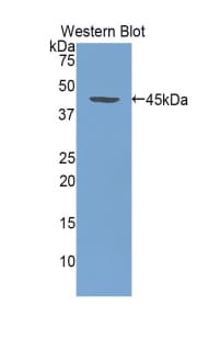 EPO / Erythropoietin Antibody (aa82-192, APC)