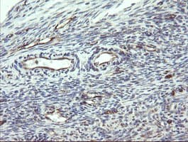 PECAM-1 / CD31 Antibody (clone OTI2C3)