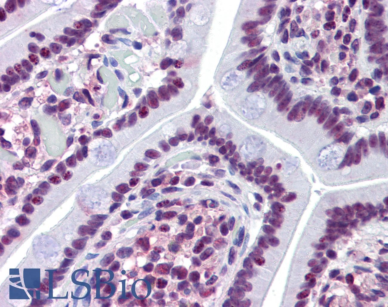 IHC-plus™ Prominin 2 / PROM2 Antibody (Internal)