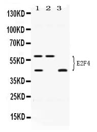 E2F4 Antibody