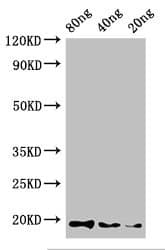 Polyclonal Rabbit anti-Haliotis laevigata Perlwapin Antibody (WB)