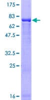 Human MKRN2 Protein (Recombinant GST)