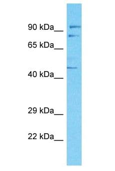 BAF60C / SMARCD3 Antibody (aa265-314)