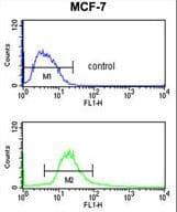 POLDIP2 / PDIP38 Antibody (aa320-349)