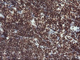 RFC2 / RFC40 Antibody (clone OTI2B2)