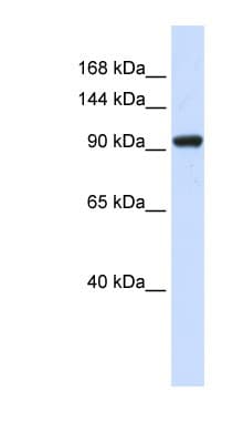 ZBED9 / SCAND3 Antibody (aa51-100)