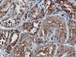 AKT1 Antibody (clone OTI4G4)