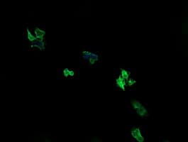 ARMC1 Antibody (clone OTI1D10)