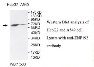 ZNF192 Antibody (aa169-383)