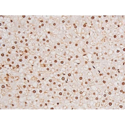 Polyclonal Rabbit anti-Human MAPT / Tau Antibody (phospho-Ser235, IHC, WB)