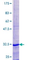 Human COX8C Protein (Recombinant GST)