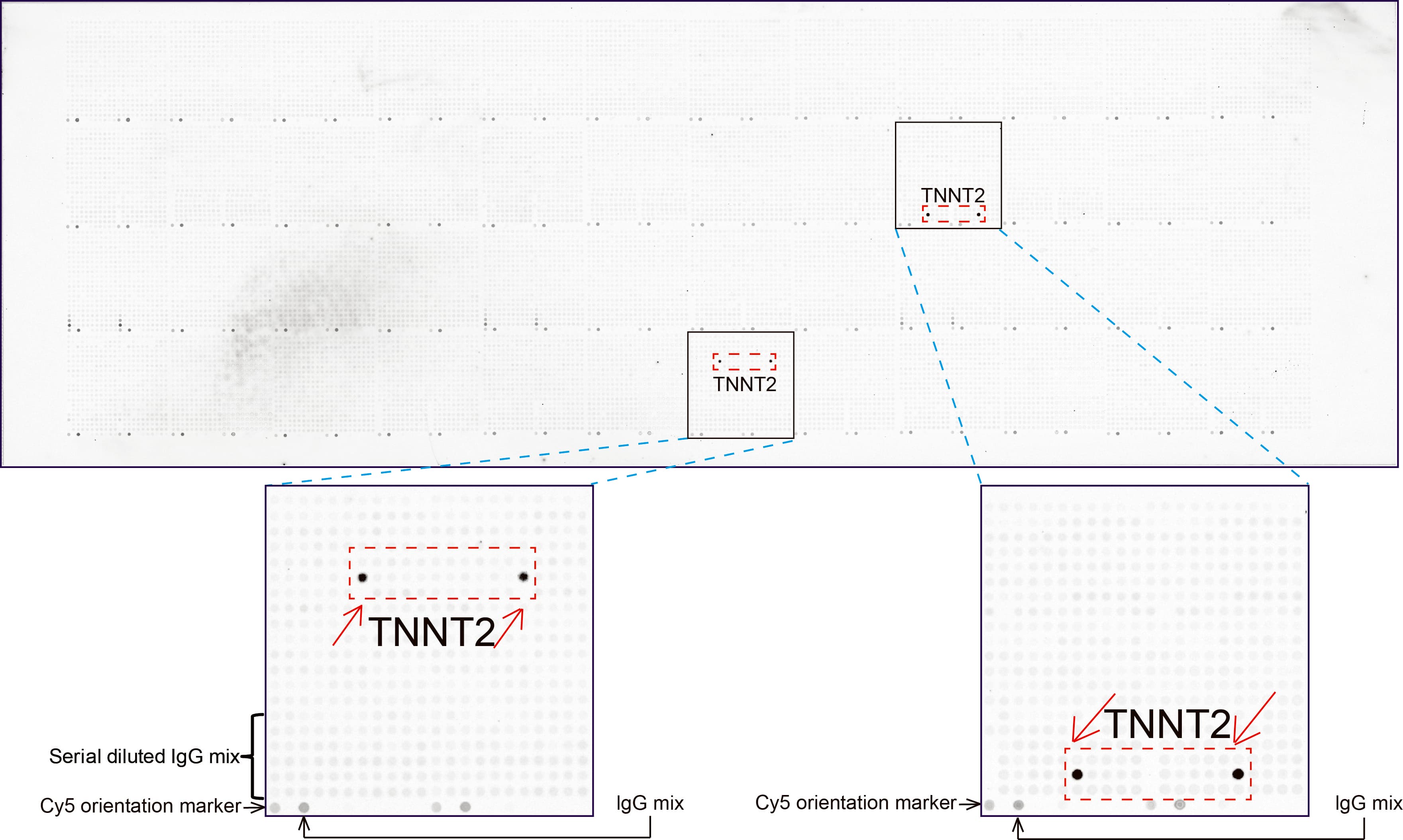 Monoclonal Mouse anti-Human TNNT2 / CTNT Antibody (clone UMAB205, IHC, WB)