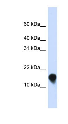 FXYD1 / Phospholemman Antibody (N-Terminus)