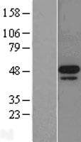 MKNK2 / MNK2 Protein (Over-Expression Lysate Myc-DDK (Flag))