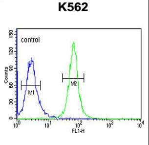 GTF2IRD2 Antibody (aa812-841)