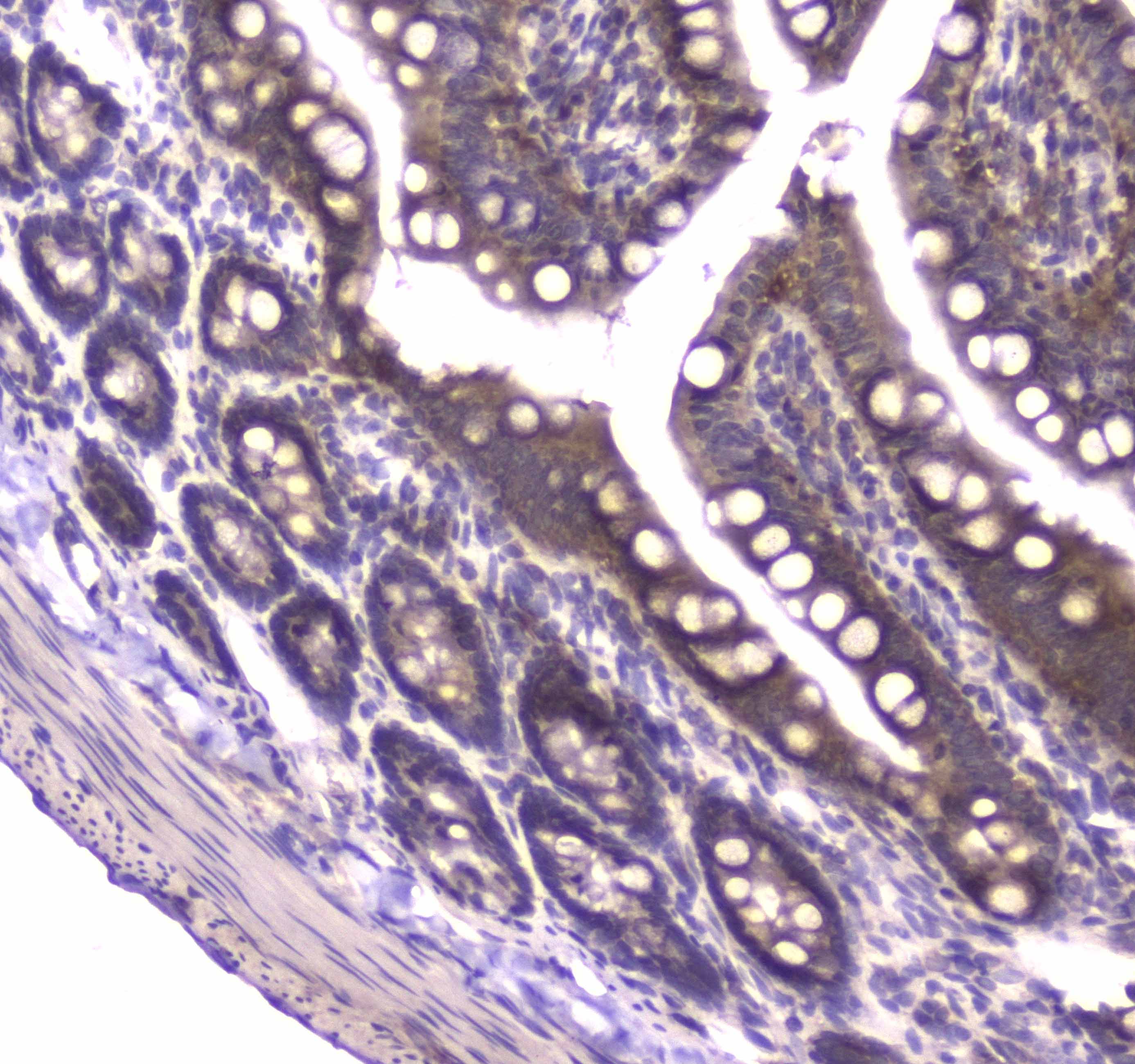 MVP / VAULT1 Antibody