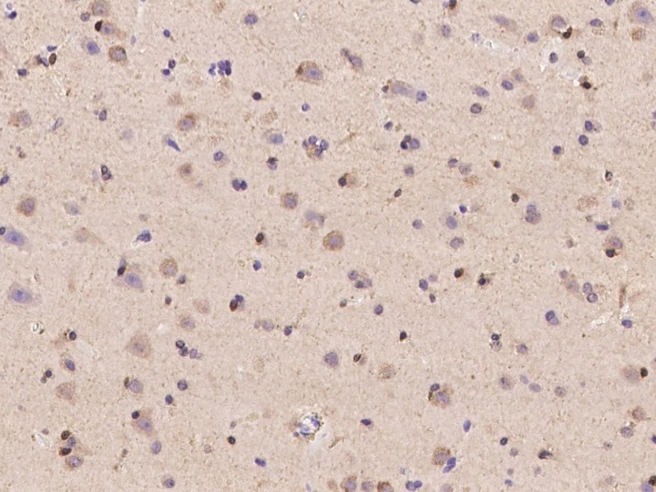 NXPH2 Antibody