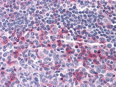 CD69 Antibody (clone 8B6)