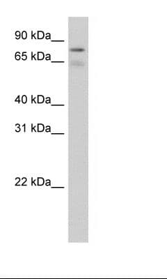 BRD4 Antibody (aa651-700)