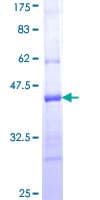 Human PCDH20 Protein (Recombinant GST, N-terminus)