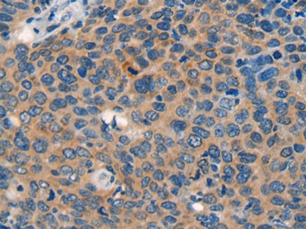 CASP4 / Caspase 4 Antibody