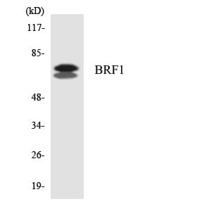 Polyclonal Rabbit anti-Human BRF1 Antibody (aa208-257, IHC, WB)