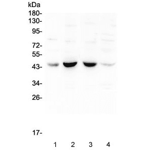 POU4F1 / BRN3A Antibody