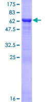 Human DSN1 Protein (Recombinant GST)