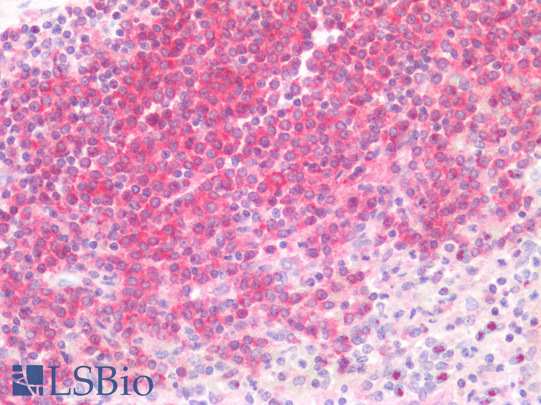 IHC-plus™ CD40 Antibody
