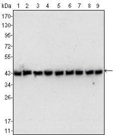 ACTB / Beta Actin Antibody (N-Terminus, clone 8H10D10)