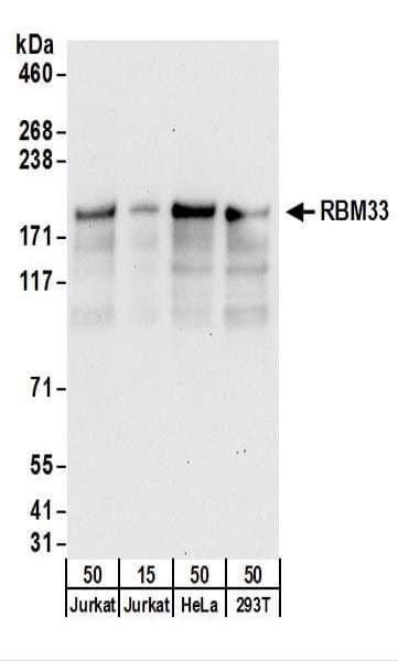 RBM33 Antibody (aa500-550)