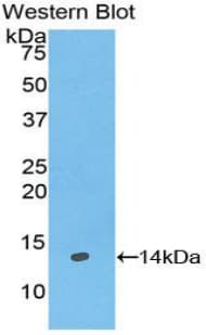 GAL / Galanin Antibody (aa32-122)
