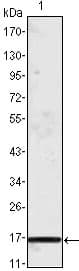 Monoclonal Mouse anti-Human CCL2 / MCP1 Antibody (clone 1A7B8, WB)