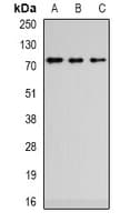 ZCWPW1 Antibody