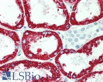 GATM / AGAT Antibody (clone 1C9, Carrier-free)