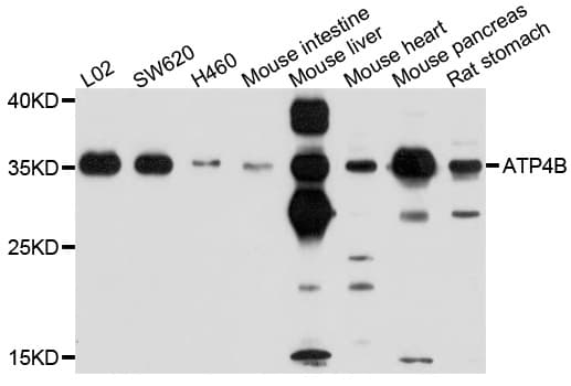 ATP4B Antibody