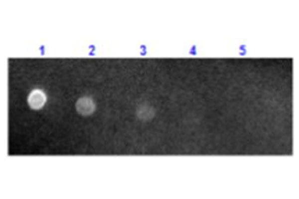 Sheep Anti-Mouse IgG Secondary Antibody (TR)