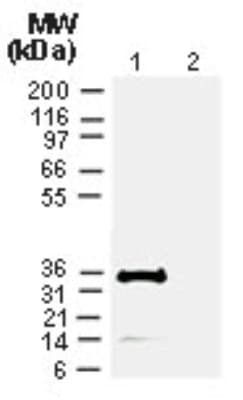 Cre Recombinase Antibody