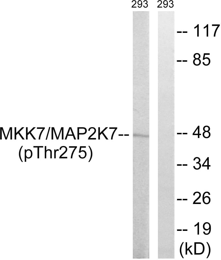 Polyclonal Rabbit anti-Human MAP2K7 / MEK7 Antibody (aa241-290, WB)