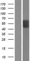 Alpha-1-Antichymotrypsin Protein (Over-Expression Lysate Myc-DDK (Flag))