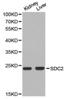 SDC2 / Syndecan 2 Antibody