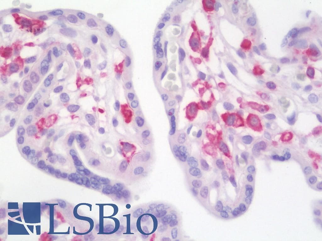 IHC-plus™ PDE4B Antibody (clone 1D12)