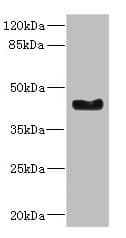 Polyclonal Rabbit anti-Human WNT7B Antibody (IHC, WB)