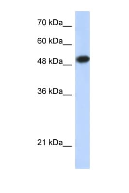 LEF1 Antibody (aa51-100)