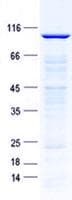 Human ELL / MEN Protein (Recombinant GST, N-terminus + His, C-terminus)